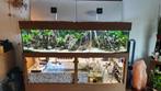 Aquarium compleet met vissen en toebehoren, Dieren en Toebehoren, Ophalen, Gebruikt, Gevuld zoetwateraquarium