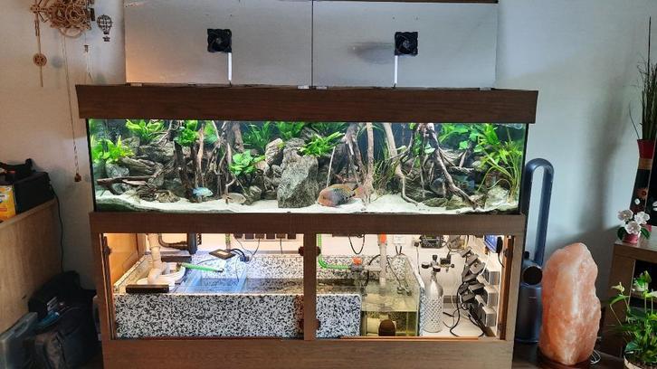 Aquarium compleet met vissen en toebehoren, Dieren en Toebehoren, Vissen | Aquaria en Toebehoren, Gebruikt, Gevuld zoetwateraquarium