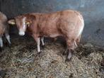 Blonde d aquitaine dekstier 7mnd, Dieren en Toebehoren, Mannelijk, 0 tot 2 jaar