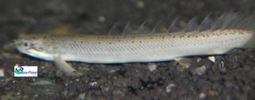Polypterus senegalus beschikbaar voor biedingen
