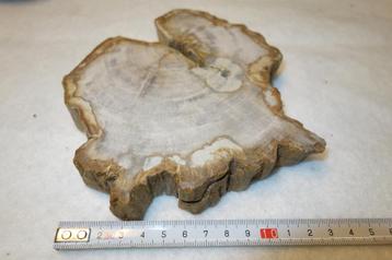 versteend hout beschikbaar voor biedingen