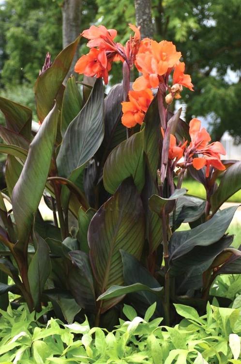 CANNA Cannova, Bloemriet ( NU PLanttijd ), Tuin en Terras, Planten | Tuinplanten, Overige soorten, Volle zon, Zomer, Ophalen