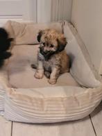 maltipoo puppies   teefjes, Dieren en Toebehoren, Honden | Chihuahua's en Gezelschapshonden, Overige rassen, 8 tot 15 weken, Teef