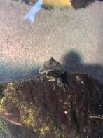 Muskusschildpadden, Schildpad, 0 tot 2 jaar