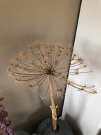 Berenklauw €5,-, Ophalen, Gebruikt