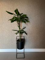 Dracaena plant met bloempot Karwei, Huis en Inrichting, Kamerplanten, Overige soorten, 100 tot 150 cm, Ophalen of Verzenden, In pot