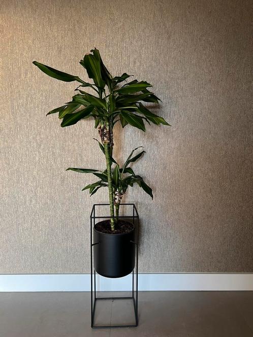 Dracaena plant met bloempot Karwei, Huis en Inrichting, Kamerplanten, Overige soorten, 100 tot 150 cm, Groene kamerplant, In pot