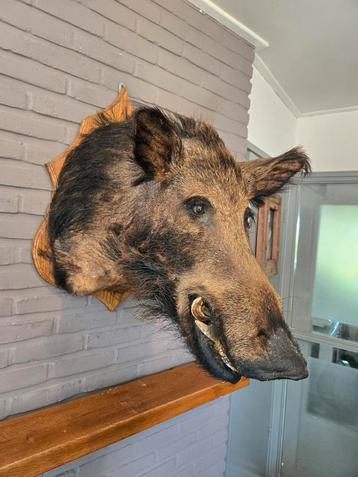 Zeer grote opgezette zwijnenkop op schild beschikbaar voor biedingen