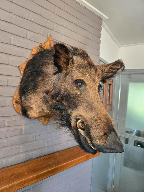 Zeer grote opgezette zwijnenkop op schild, Verzamelen, Dierenverzamelingen, Zo goed als nieuw, Gewei of Kop, Wild dier, Ophalen