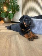 Lieve rotweiler pups laatste teefje, Dieren en Toebehoren, Standaard, Rabiës (hondsdolheid), 8 tot 15 weken, Korthaar
