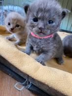 Maine Coon X Ragdoll kittens, Meerdere dieren, Gechipt, 0 tot 2 jaar