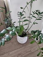Excellent house plant with luxurious pot, Ophalen, Overige soorten, Halfschaduw, Minder dan 100 cm