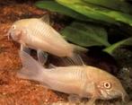 Corydoras albino, Dieren en Toebehoren, Vis