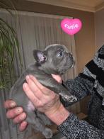 Franse Bulldog pups, België, Particulier, CDV (hondenziekte), 8 tot 15 weken