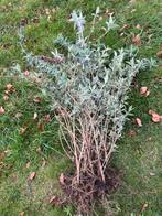 Vlinderstuiken Buddleja, Tuin en Terras, Planten | Struiken en Hagen, Vlinderstruik, Ophalen