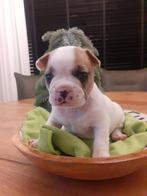 Franse bulldog pups, Dieren en Toebehoren, Honden | Bulldogs, Pinschers en Molossers, Rabiës (hondsdolheid), 8 tot 15 weken, Bulldog