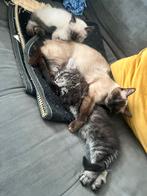 3 kittens te koop, Dieren en Toebehoren, Katten en Kittens | Overige Katten, Meerdere dieren, 0 tot 2 jaar