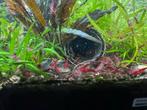 vuurgarnalen, Dieren en Toebehoren, Vissen | Aquariumvissen, Kreeft, Krab of Garnaal, Zoetwatervis