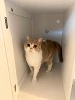 Klitten te koop, Dieren en Toebehoren, Katten en Kittens | Raskatten | Korthaar, Poes, Ontwormd, 0 tot 2 jaar