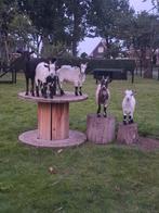 Dwerg geitjes, Meerdere dieren, Geit