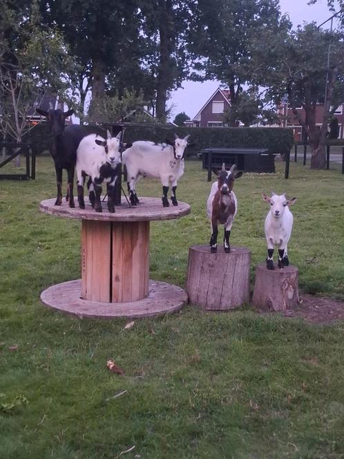 Dwerg geitjes, Dieren en Toebehoren, Schapen, Geiten en Varkens, Geit, Meerdere dieren