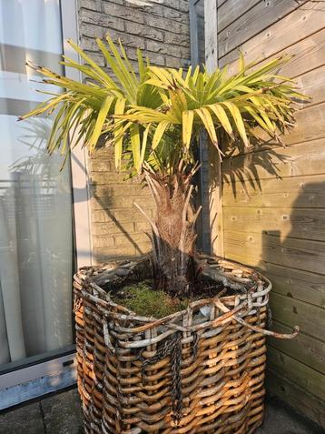 Trachycarpus Fortunei palmboom beschikbaar voor biedingen