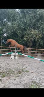 Goudeerlijke 4 jarige welsh merrie d-pony, Dieren en Toebehoren, Pony's, Merrie, Zadelmak, 3 tot 6 jaar, D pony (1.37m tot 1.48m)