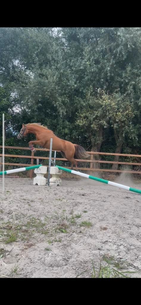 Goudeerlijke 4 jarige welsh merrie d-pony, Dieren en Toebehoren, Pony's, Merrie, Zadelmak, D pony (1.37m tot 1.48m), 3 tot 6 jaar