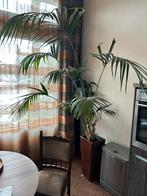 Mooie Palm in Pot, Ophalen, 100 tot 150 cm, Palm, Halfschaduw