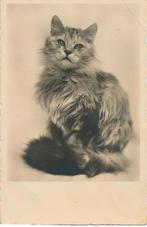 Totaal 5 Stuks! Zeer Mooie Reis Benchen voor Katten, Ophalen, Zo goed als nieuw