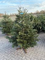 Nordmann 150/200 1000stuks, Tuin en Terras, Planten | Bomen, Ophalen of Verzenden, Zomer, Volle zon, Overige soorten