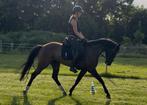 Veelbelovende 4 jarige merrie, Dieren en Toebehoren, Paarden, Merrie, Dressuurpaard, 3 tot 6 jaar