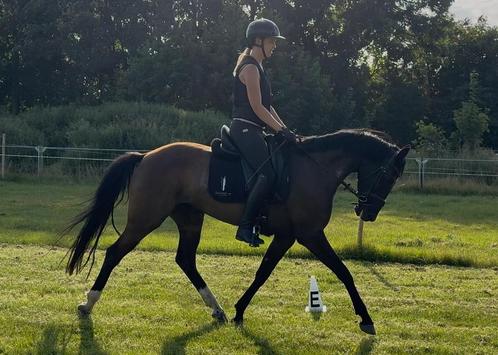 Allround 4 jarige merrie, Dieren en Toebehoren, Paarden, Merrie, 3 tot 6 jaar, Dressuurpaard