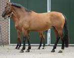 15-jarige Elite fokmerrie v. Indoctro, Dieren en Toebehoren, Merrie