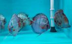 5 x Jumbo discusvis Cobalt Blauw, Dieren en Toebehoren, Vissen | Aquariumvissen, Vis, Zoetwatervis, Schoolvis