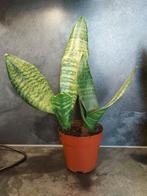 Sanseveria Trifasciata - nr. 1, Overige soorten, Ophalen of Verzenden, In pot, Minder dan 100 cm