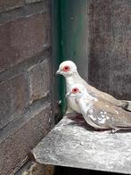 diamantduif  wit bond, Dieren en Toebehoren, Meerdere dieren, Overige soorten