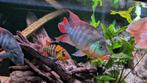 Red Terror(cichlasoma festae) cichliden, Dieren en Toebehoren, Vissen | Aquariumvissen, Vis