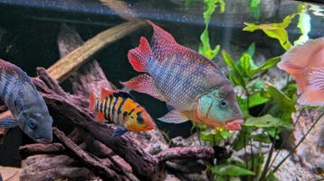 Red Terror(cichlasoma festae) cichliden  beschikbaar voor biedingen