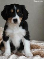 kruising Sheltie pups, Nederland, Parvo, Overige rassen, 8 tot 15 weken