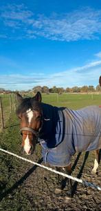 Fokmerrie/gezelschapspony 1.36,5m, Dieren en Toebehoren, Pony's, Merrie, 11 jaar of ouder