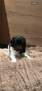 Friese stabij, Dieren en Toebehoren, CDV (hondenziekte), 8 tot 15 weken, Eén hond, Nederland