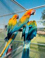 Gezocht/alle soorten vogels papegaaien!, Meerdere dieren, Papegaai