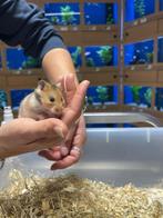 Te koop lieve jonge goudhamsters / Syrisch hamsters, Dieren en Toebehoren, Knaagdieren, September, Meerdere dieren, Hamster