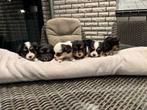 Cavalier king spaniel X mini Pomsky Pups, Meerdere, Meerdere dieren, Middel, Nederland