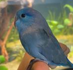 Jonge forpus man., Mannelijk, Parkiet