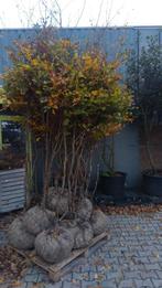 Meerstammige beukenboom struik, Volle zon, Lente, Minder dan 100 cm, Overige soorten