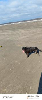 Oppas/uitlaat gezocht voor onze lieve hond