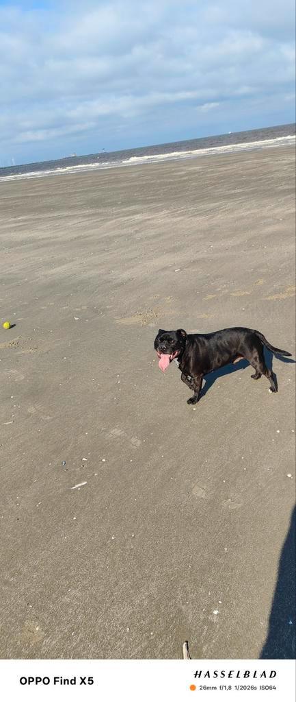 Oppas/uitlaat tegen vergoeding gezocht voor onze lieve hond, Diensten en Vakmensen, Dieren | Honden | Verzorging, Oppas en Les