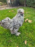 Gratis zijdehoen USA haan, Mannelijk, Kip